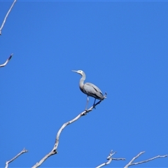 Egretta novaehollandiae (White-faced Heron) at Benerembah, NSW - 23 Sep 2024 by MB