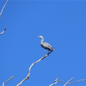 Egretta novaehollandiae at Benerembah, NSW - 23 Sep 2024 08:34 AM