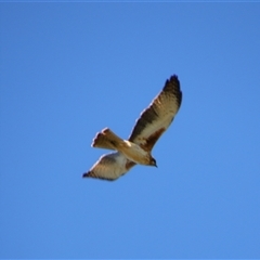 Hieraaetus morphnoides (Little Eagle) at Darlington Point, NSW - 22 Sep 2024 by MB