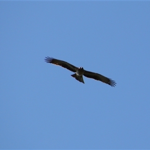 Hieraaetus morphnoides at Darlington Point, NSW - suppressed