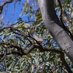 Geopelia placida (Peaceful Dove) at Benerembah, NSW - 22 Sep 2024 by MB