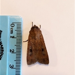 Agrotis infusa (Bogong Moth, Common Cutworm) at Unanderra, NSW - 27 Sep 2024 by PaperbarkNativeBees