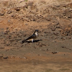 Petrochelidon nigricans (Tree Martin) at Darlington Point, NSW - 23 Sep 2024 by MB