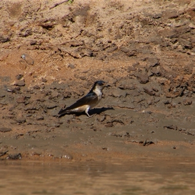 Petrochelidon nigricans (Tree Martin) at Darlington Point, NSW - 22 Sep 2024 by MB