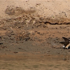 Petrochelidon nigricans at Darlington Point, NSW - 23 Sep 2024 09:39 AM
