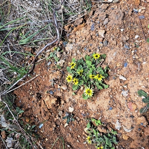 Arctotheca calendula at Watson, ACT - 27 Sep 2024