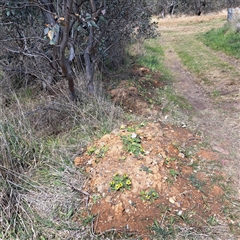 Arctotheca calendula at Watson, ACT - 27 Sep 2024