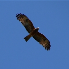 Lophoictinia isura (Square-tailed Kite) at Darlington Point, NSW - 23 Sep 2024 by MB