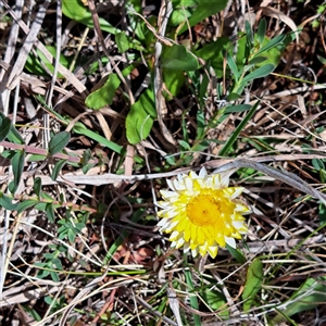 Leucochrysum albicans subsp. albicans at Watson, ACT - 27 Sep 2024