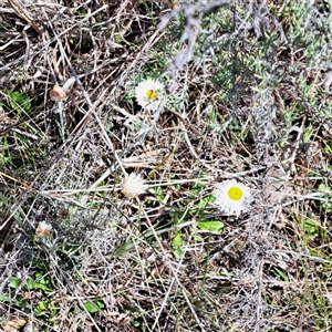 Leucochrysum albicans subsp. albicans at Watson, ACT - 27 Sep 2024