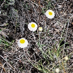 Leucochrysum albicans subsp. albicans at Watson, ACT - 27 Sep 2024