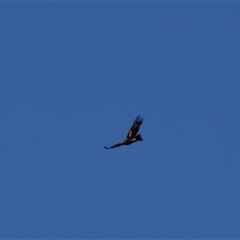 Aquila audax (Wedge-tailed Eagle) at Darlington Point, NSW - 23 Sep 2024 by MB