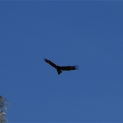 Aquila audax at Darlington Point, NSW - 23 Sep 2024 11:00 AM