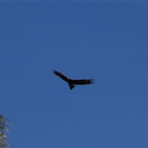 Aquila audax at Darlington Point, NSW - 23 Sep 2024