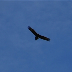 Aquila audax at Darlington Point, NSW - 23 Sep 2024 11:00 AM