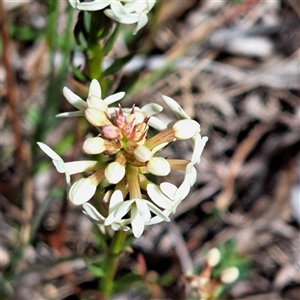 Stackhousia monogyna at Watson, ACT - 27 Sep 2024 12:16 PM