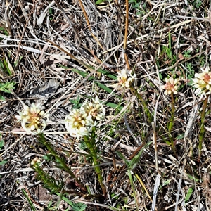 Stackhousia monogyna at Watson, ACT - 27 Sep 2024 12:16 PM