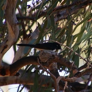 Rhipidura leucophrys at Darlington Point, NSW - 23 Sep 2024