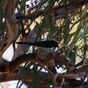 Rhipidura leucophrys at Darlington Point, NSW - 23 Sep 2024 11:53 AM