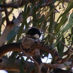 Rhipidura leucophrys at Darlington Point, NSW - 23 Sep 2024