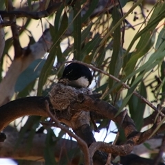 Rhipidura leucophrys at Darlington Point, NSW - 23 Sep 2024 11:53 AM