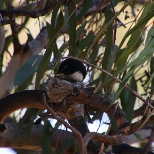 Rhipidura leucophrys at Darlington Point, NSW - 23 Sep 2024