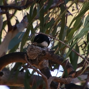 Rhipidura leucophrys at Darlington Point, NSW - 23 Sep 2024 11:53 AM