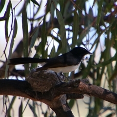Rhipidura leucophrys at Darlington Point, NSW - 23 Sep 2024 11:53 AM