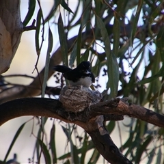 Rhipidura leucophrys at Darlington Point, NSW - 23 Sep 2024