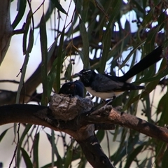 Rhipidura leucophrys at Darlington Point, NSW - 23 Sep 2024 11:53 AM