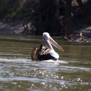 Pelecanus conspicillatus at Carrathool, NSW - 23 Sep 2024