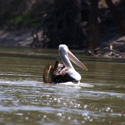 Pelecanus conspicillatus (Australian Pelican) at Carrathool, NSW - 23 Sep 2024 by MB