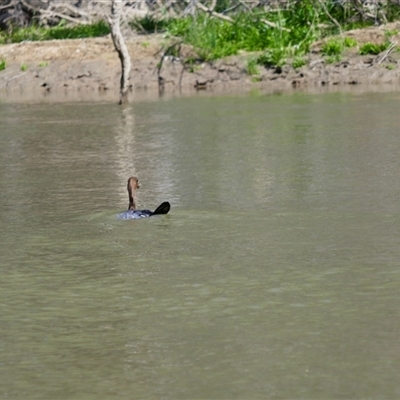 Chenonetta jubata (Australian Wood Duck) at Carrathool, NSW - 23 Sep 2024 by MB