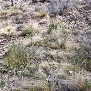 Nassella trichotoma at Watson, ACT - 27 Sep 2024