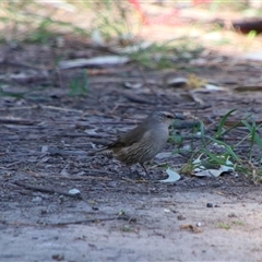 Climacteris picumnus picumnus (Brown Treecreeper) at Darlington Point, NSW - 23 Sep 2024 by MB