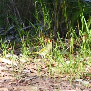 Ptilotula penicillata at Darlington Point, NSW - 23 Sep 2024