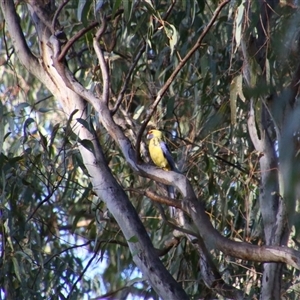 Platycercus elegans flaveolus at Darlington Point, NSW - 23 Sep 2024 04:39 PM