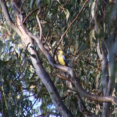 Platycercus elegans flaveolus (Yellow Rosella) at Darlington Point, NSW - 23 Sep 2024 by MB