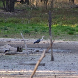 Ardea pacifica at Darlington Point, NSW - 23 Sep 2024