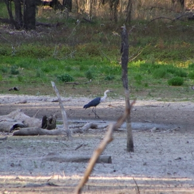 Ardea pacifica (White-necked Heron) at Darlington Point, NSW - 23 Sep 2024 by MB