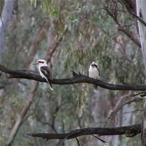 Dacelo novaeguineae at Darlington Point, NSW - 23 Sep 2024