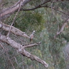 Egretta novaehollandiae (White-faced Heron) at Darlington Point, NSW - 24 Sep 2024 by MB