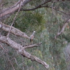 Egretta novaehollandiae at Darlington Point, NSW - 24 Sep 2024 06:50 AM