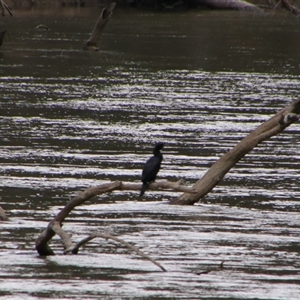Phalacrocorax sulcirostris at Darlington Point, NSW - 24 Sep 2024 06:52 AM