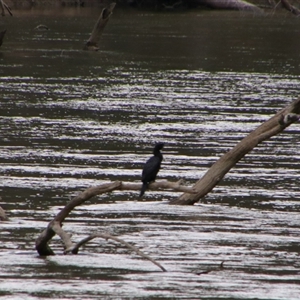 Phalacrocorax sulcirostris at Darlington Point, NSW - 24 Sep 2024