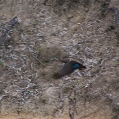 Anas superciliosa (Pacific Black Duck) at Darlington Point, NSW - 24 Sep 2024 by MB