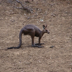 Macropus giganteus at Carrathool, NSW - 24 Sep 2024 08:25 AM