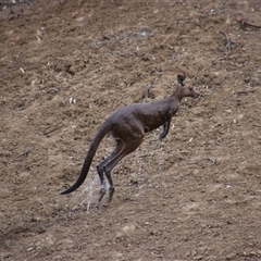 Macropus giganteus at Carrathool, NSW - 24 Sep 2024 08:25 AM