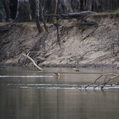 Macropus giganteus at Carrathool, NSW - 24 Sep 2024 08:25 AM