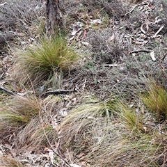 Nassella trichotoma (Serrated Tussock) at Watson, ACT - 27 Sep 2024 by abread111